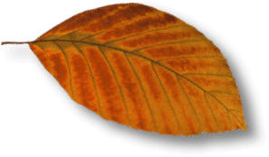 Leaf